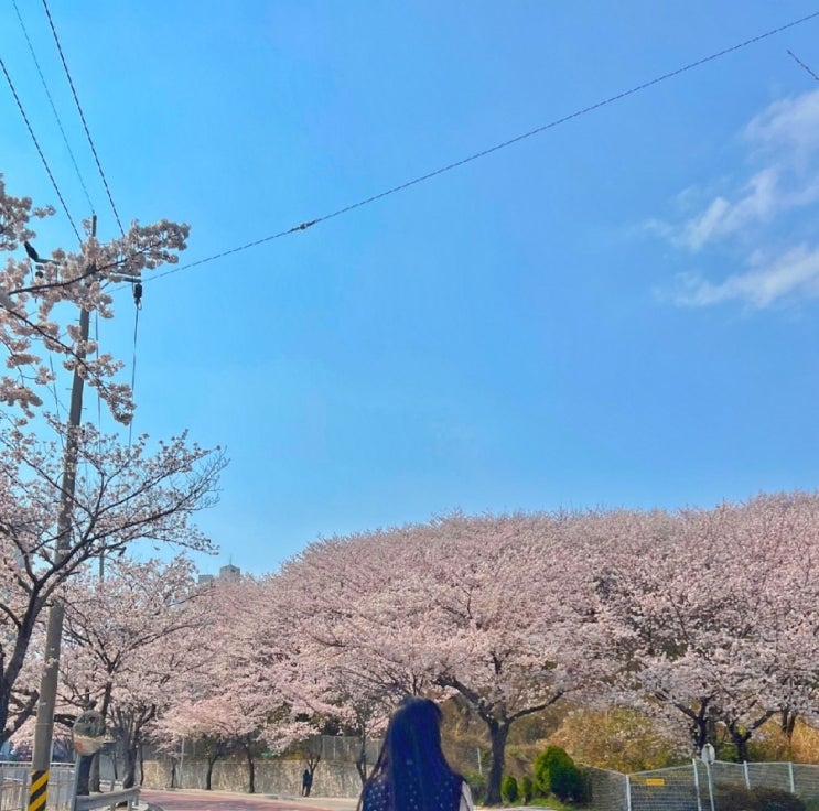 [2022.04.03] 2022년 벚꽃놀이! (현재 벚꽃 상황. 작년 사진 올리는 사람들 양심 어디?)