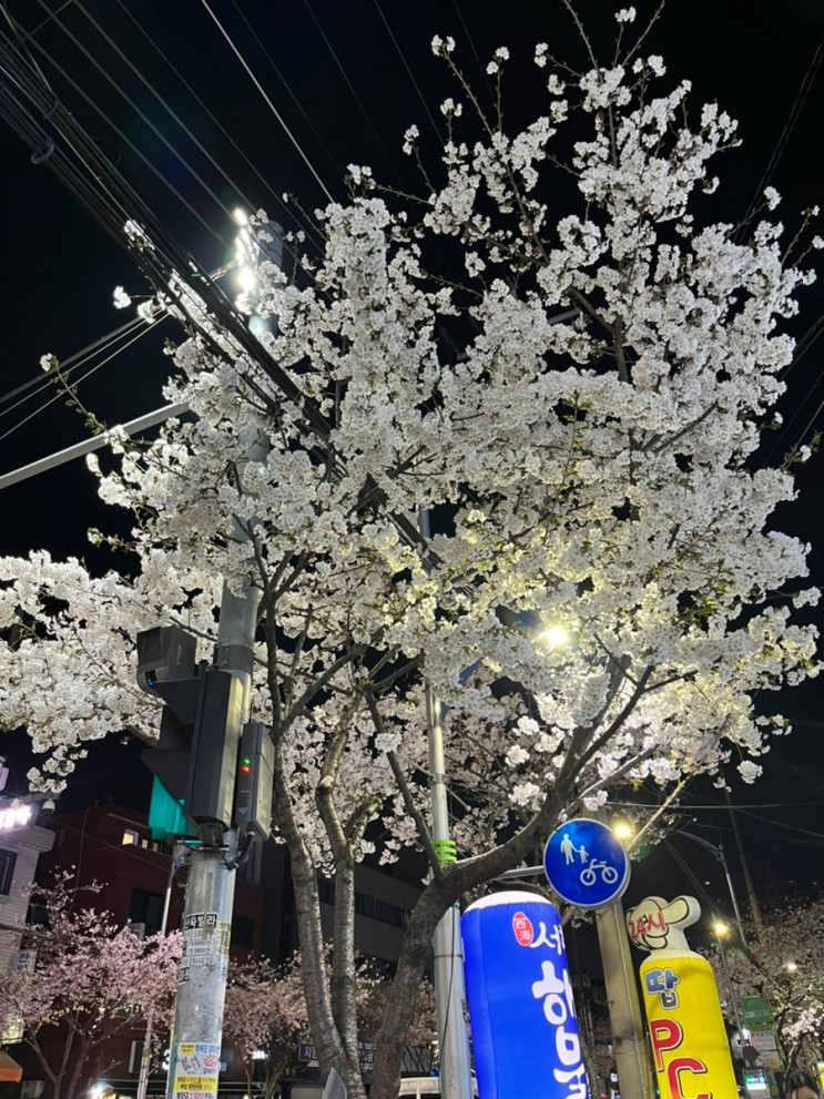 서울 광진구 벚꽃투어 : 그냥 산책 중 이것저것 일상ㅎ