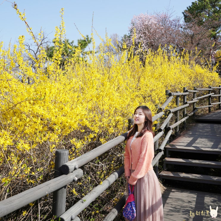 응봉산 개나리 만발 팔각정 포함  4월 꽃구경