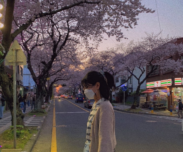  제주 벚꽃 나들이 2탄_제주시내 벚꽃(전농로,제주대 벚꽃)