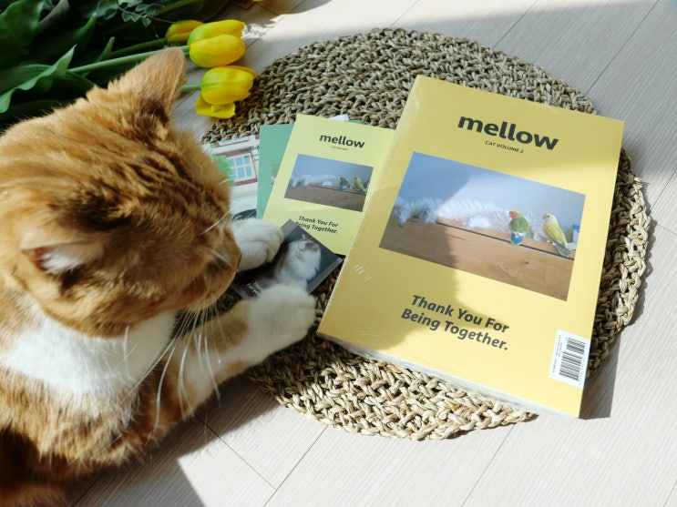  반려동물 책 Mellow 고양이 그리고 강아지가 담긴 감성 매거진