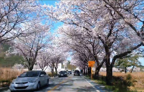 공간이야기, 광양 백운대 벚꽃터널