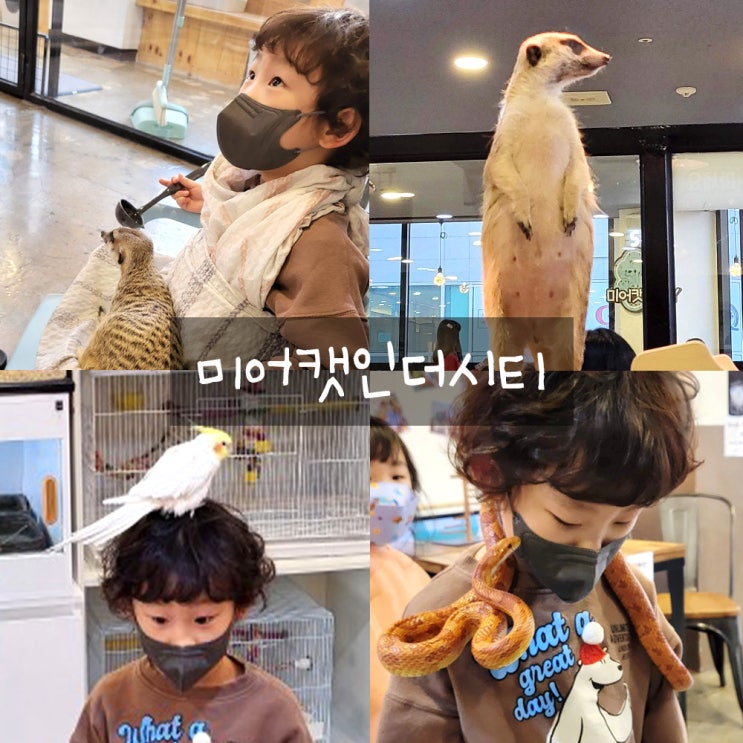 김포미어캣인더시티 : 미어캣먹이주기체험,김포아이와가볼만한곳