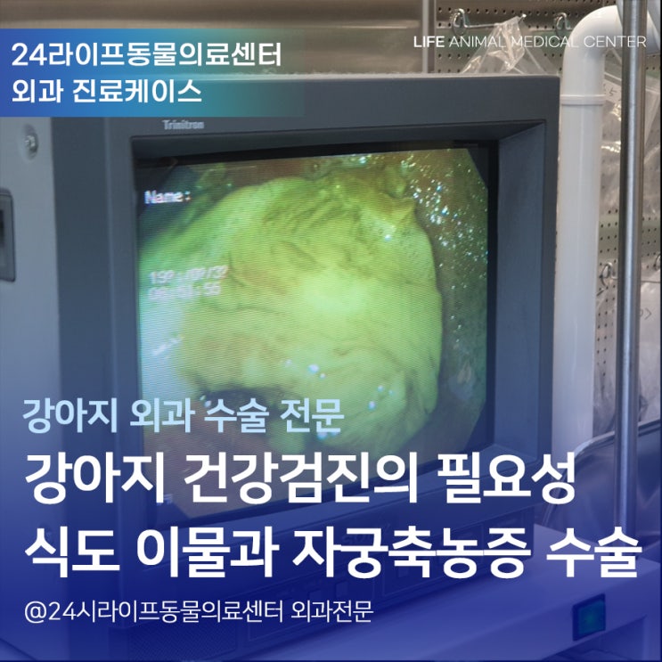 대구 강아지 자궁축농증 수술 : 강아지 검진의 중요성 / 대구24시동물병원 라이프동물의료센터 대구 강아지 자궁축농증 수술 : 강아지 검진의 중요성 / 대구24시동물병원 라이프동물의료센터