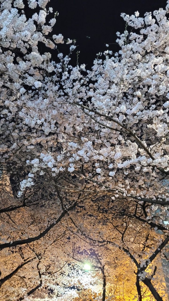  블로그와 유튜브-하늘에서 팝콘을 만난 날(일상 놀이)