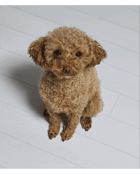  강아지 메롱