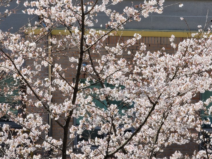  전남 암관리 창평한마음 요양병원 뒷산 산책길