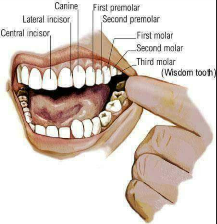 [영어] 이(tooth)와 관련된 어휘