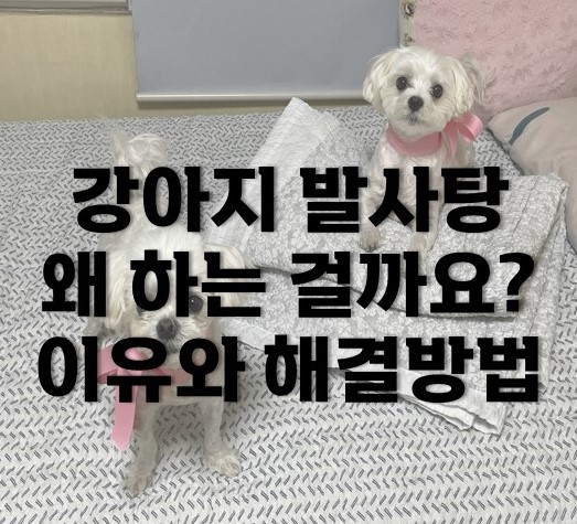 강아지 발사탕 왜 하는 걸까요? 이유와 해결방법