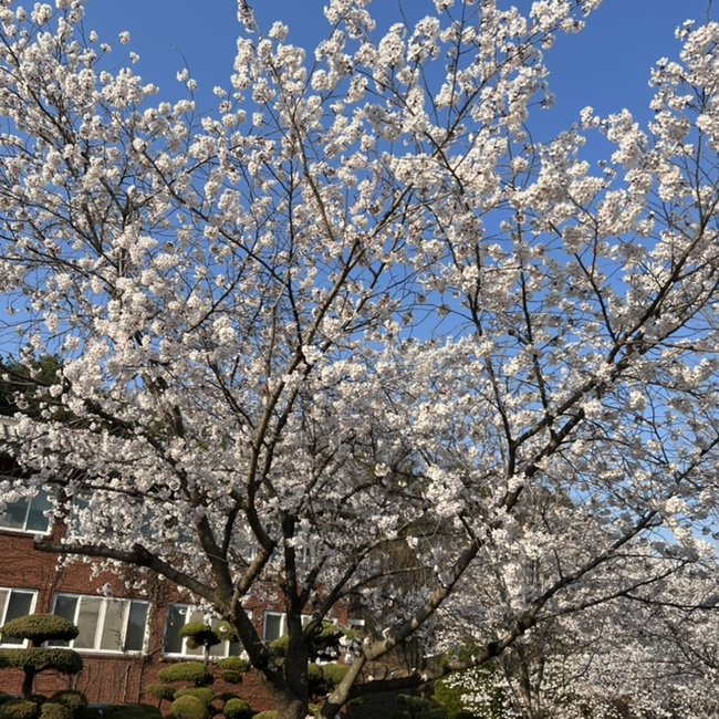  만개한 벚꽃 구경한 일상