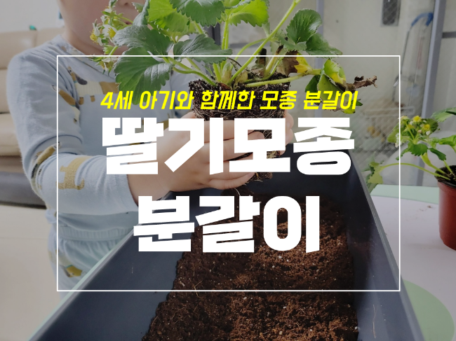  집에서 딸기 모종 키우기 아기 분갈이 체험 feat 월드다이닝