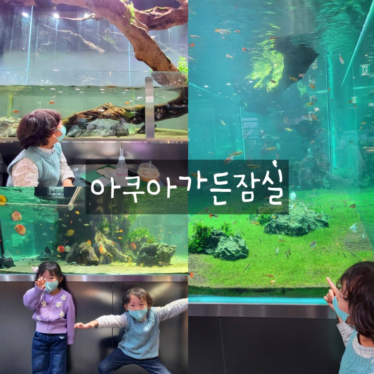 잠실아쿠아가든 ㅣ 잠실아쿠아가든베타 입양. 잠실아쿠아가든 ㅣ 잠실아쿠아가든베타 입양.