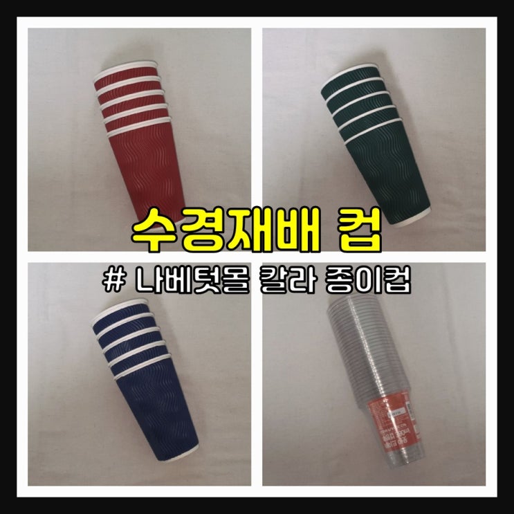  수경재배 화분 (나베텃몰 칼라 종이컵)