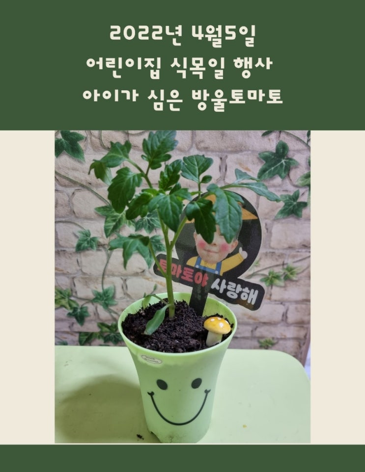  2022년 어린이집 식목일 행사 아이가 심은 방울토마토