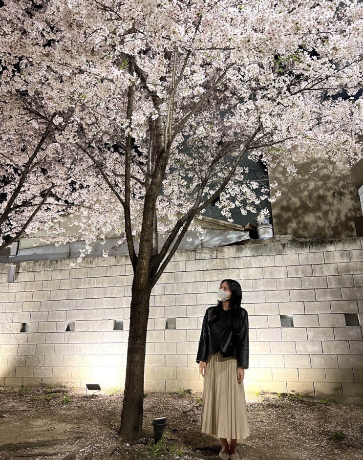 [대구 카페] 지금 당장 가야할 밤에도 이쁜 남구 대명동 벚꽃 포토존 카페 , 개화상태 / 아킨니 Akinyi