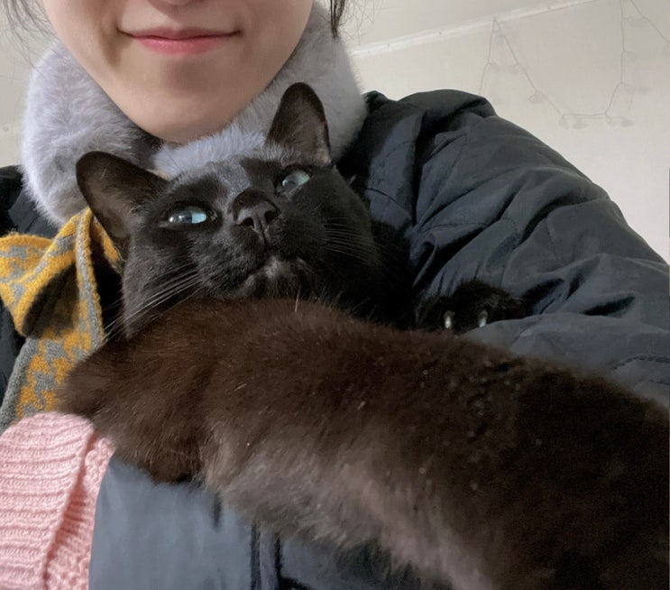  고양이 입양 전 준비하기/필요한 용품과 집사의 조건