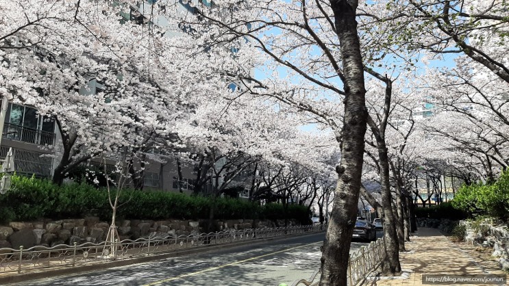 4월 1주 : ) 신평,하단 가락타운 벚꽃구경