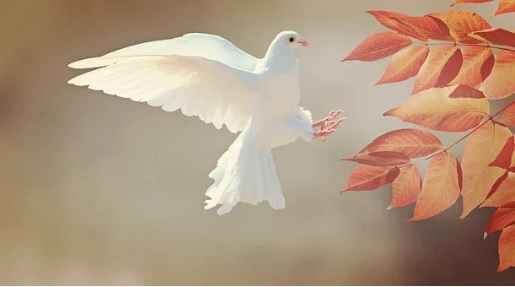 이선생 전화사주상담 - 새 꿈해몽 새 꿈풀이 총모음