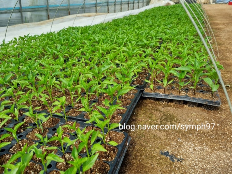  고추농사 고추씨파종 50일 후 고추모종기르기