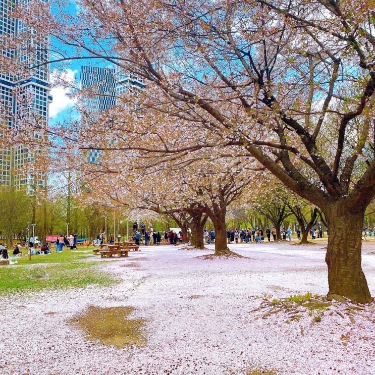 서울 아이와함께 주말 나들이 서울숲 벚꽃 명소 가볼만한곳