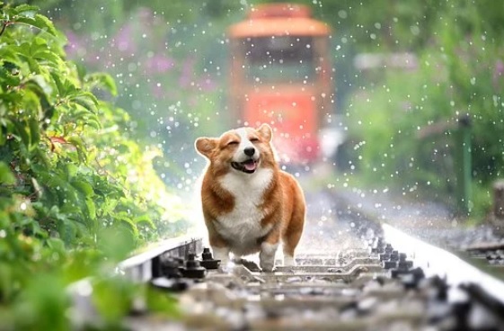  이선생 전화사주상담 - 비 꿈해몽 비 꿈풀이 비내리는꿈 비맞는꿈 총모음