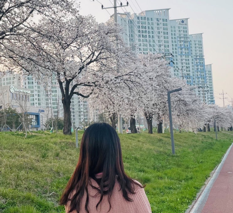  전민동(문지동)벚꽃길, 갑천변 벚꽃명소 개화현황(대전벚꽃상황&벚꽃라이딩&벚꽃드라이브&야간벚꽃데이트&갑천산책로&유성구벚꽃
