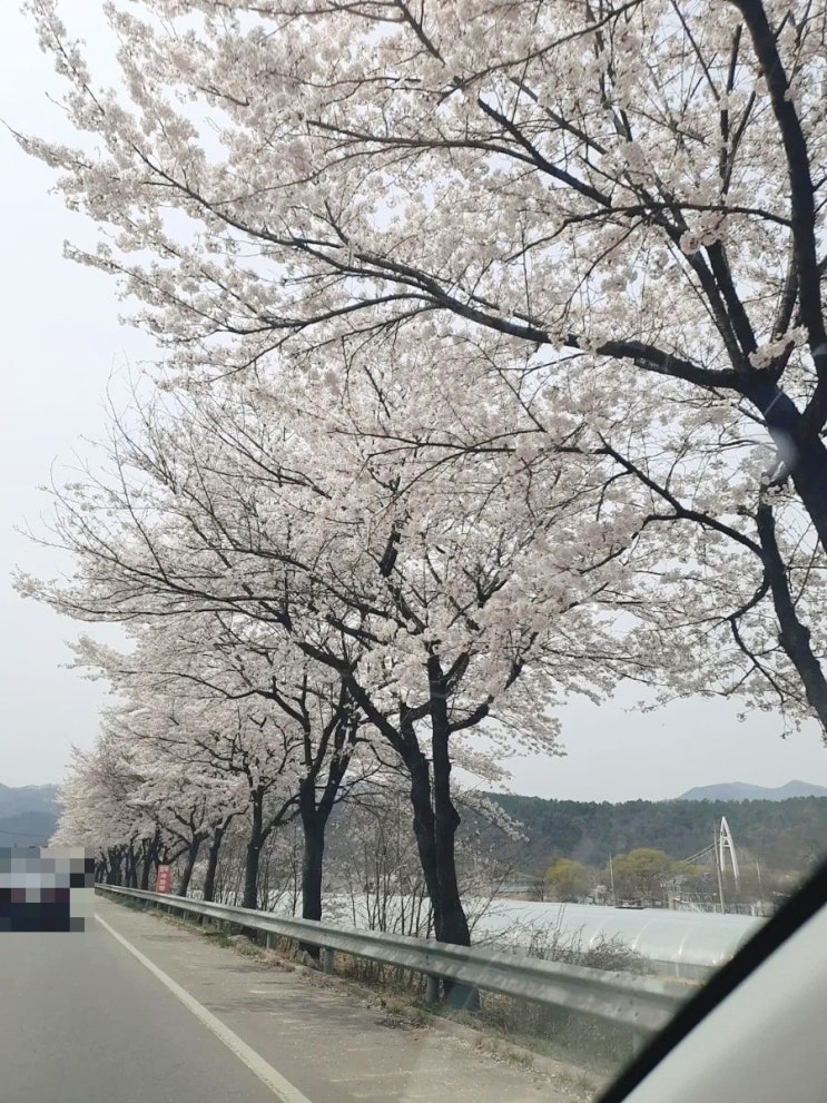  대구 팔공산 벚꽃길 실시간 2022.04.05