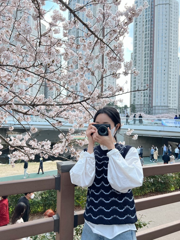  봄맞이 부산 여행 : 동래역 온천천, 벚꽃 명소는 역시 다르다! (주차는 안락역)