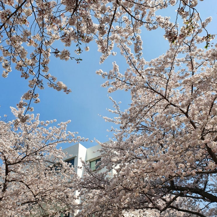  봄이에요.