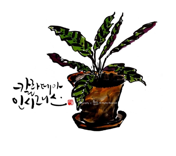  내 반려식물 칼라데아 인시그니스마란타