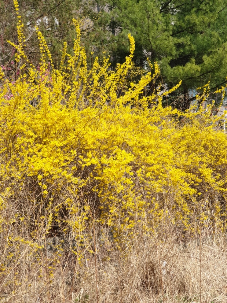  아침 산책과 봄꽃