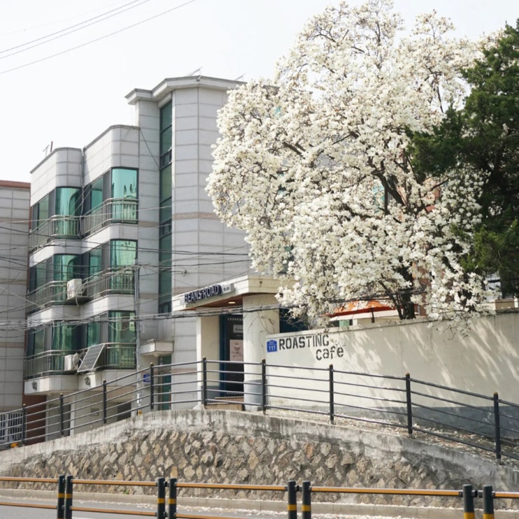 서울 목련 카페 상봉동 빈스로드 혼자놀기 서울 목련 카페 상봉동 빈스로드 혼자놀기