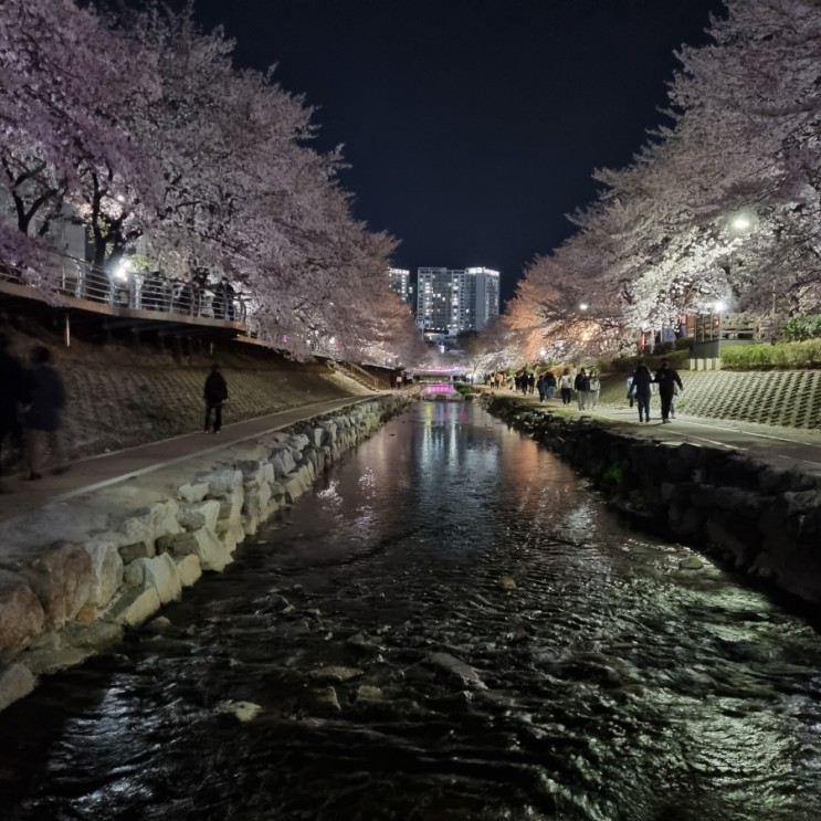 울산 벚꽃명소 남구 무거천 궁거랑 야경