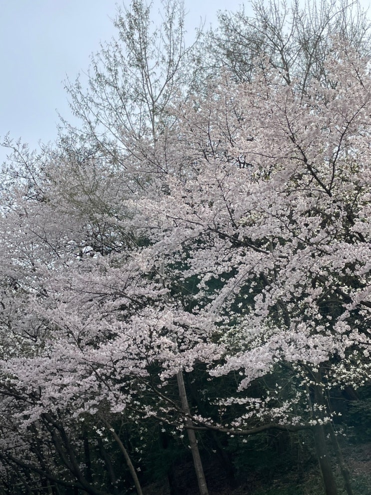  벚꽃이 지기 전에…