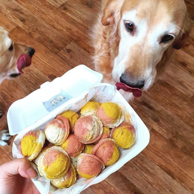  서울 강아지 수제간식 원데이클래스 "냥냥쩝쩝" 고구마 스쿱쿠키 만들기