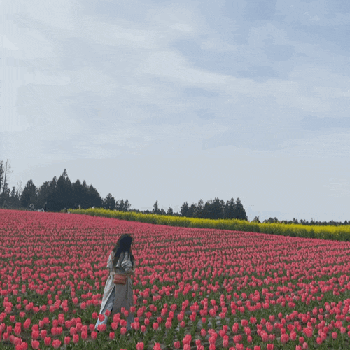 [제주도 4월 가볼만한곳] 튤립, 유채꽃 명소 데이트코스 | 보롬왓