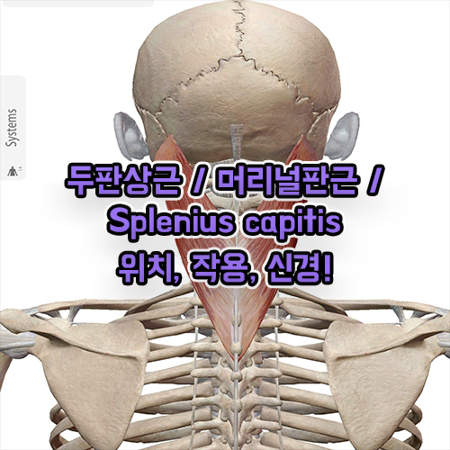 두판상근 머리널판근 Splenius capitis 해부학 공부!