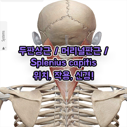  두판상근 머리널판근 Splenius capitis 해부학 공부!