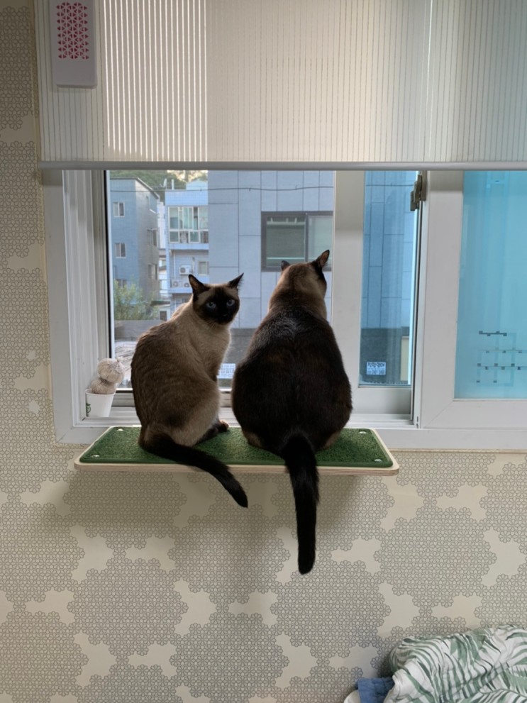 [내돈내산/고양이 용품] 고양이가 편하게 창문 밖을 볼 수 있는 창문선반, 뽀떼 냥반