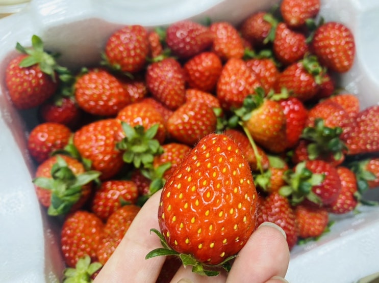 딸기 씻는법 칼로리 효능 보관법 가격
