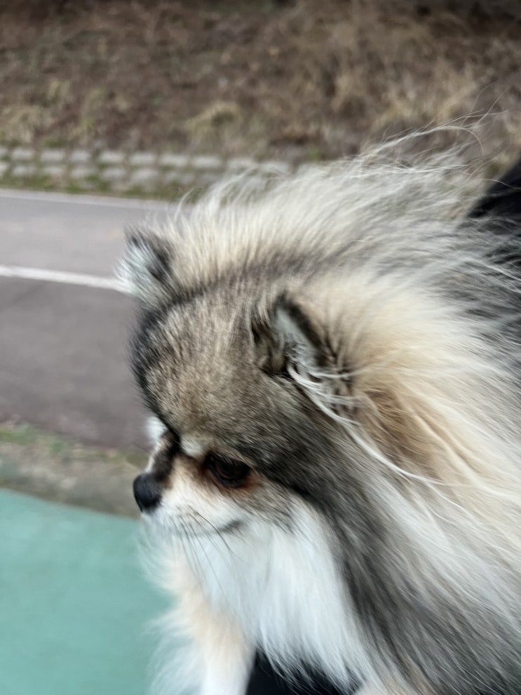  강풍속의 꾸꾸