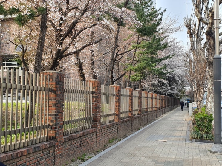  정말 예쁘게 벚꽃이 만개했네요.