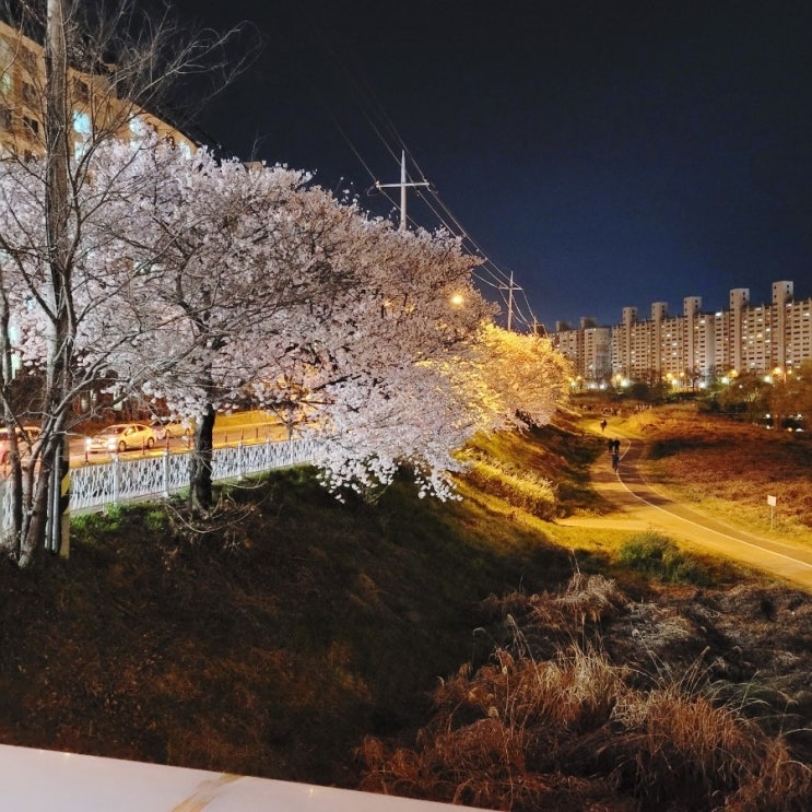 전주 하가지구 야간 벚꽃길 가련산로 데이트&사진촬영 장소 추천 (영무예다음,부영으로 아파트 앞 천변길 2022)