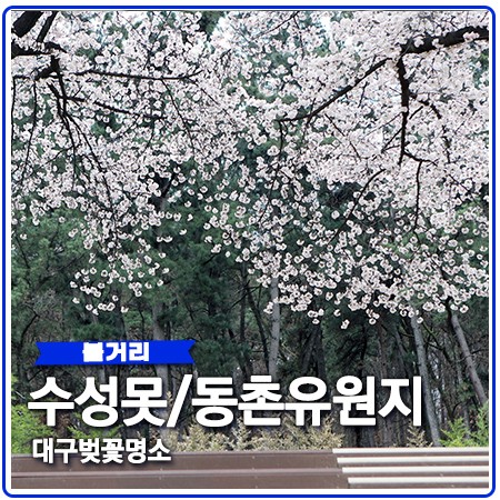 동촌유원지 벚꽃 수성못 대구 명소 인정