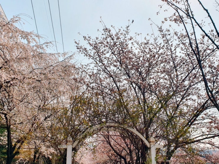  송파둘레길 벚꽃개화현황(장지천 벚꽃길 가는방법)
