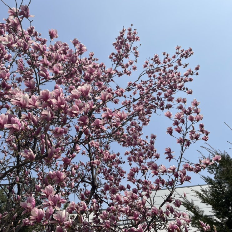  한식
