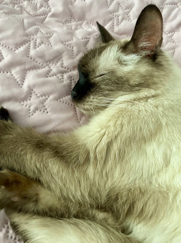  만성신부전 고양이, 베리 퇴원했어요( 24시 부평 동물병원 )
