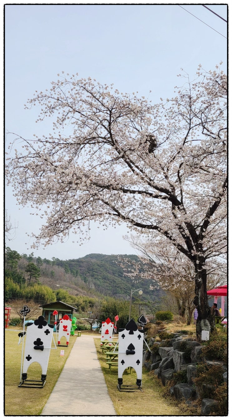 광주근교 학교가자 숯불갈비점심과 벗꽃로드 맘껏 누리고 왔습니다!