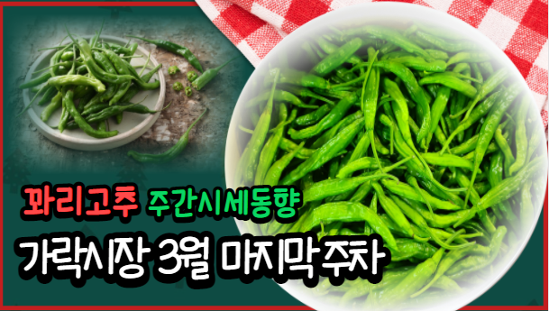  [경매사 주간보고] 가락시장 3월 마지막주차 꽈리고추 경매동향을 알아보겠습니다!