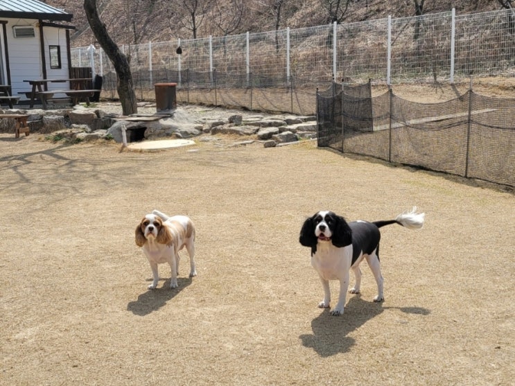  분당성남애견유치원:) 라드독